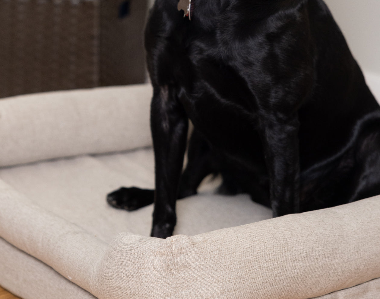Best Dog Bed for Hot Weather: 2024 Cooling Guide