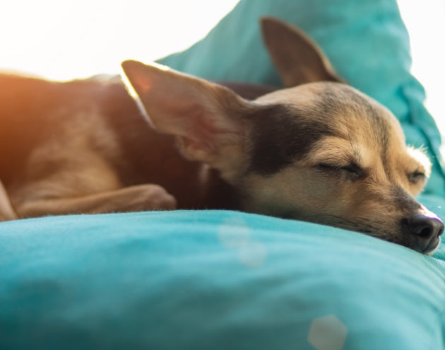 10 Things to Look At When Searching for the Best Orthopedic Dog Beds