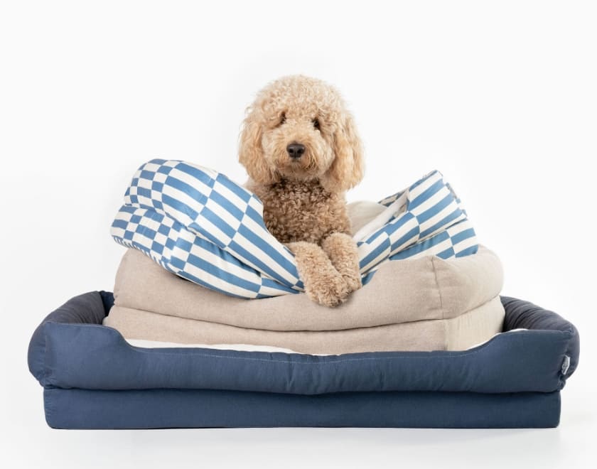 Is Memory Foam Good for Dogs? The Complete Answer