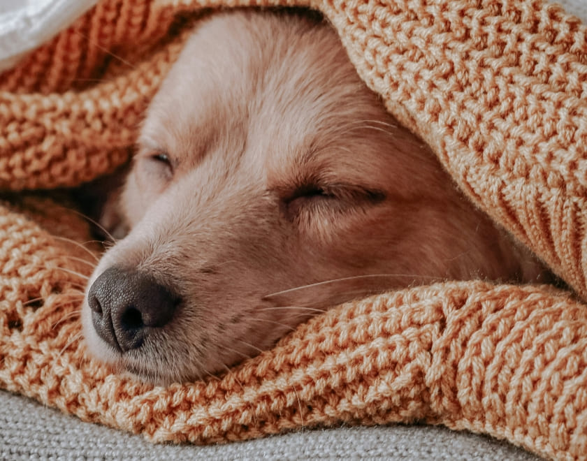 What Are Dog Beds Made Of? (2024 Material Guide)