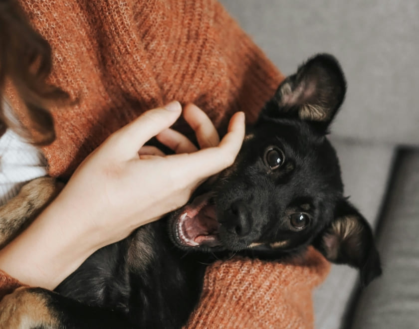 How Can I Keep My Large Dog's Bed Clean and Fresh?