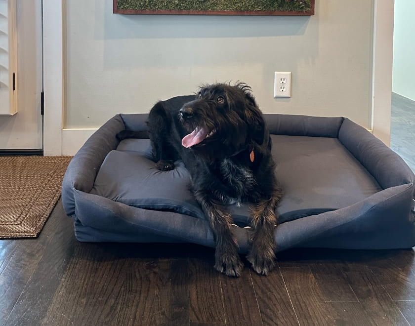 Benefits of a Waterproof Dog Bed: 7 Reasons Why
