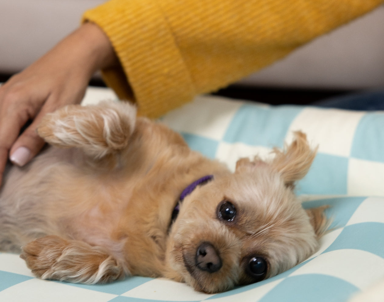 How to Maintain and Take Care of Your Dog Bed for Long Lasting Life
