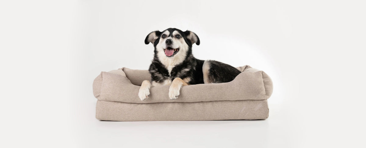 Best Luxury Dog Beds for Large Dogs: 5 Key Benefits