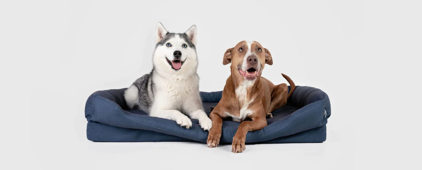 The Ultimate Guide to Buying Your First Dog Bed For Your Canine