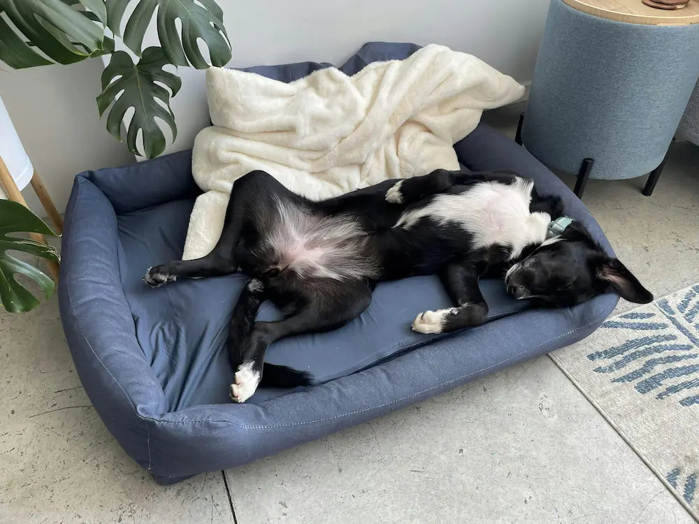 Dog Resting
