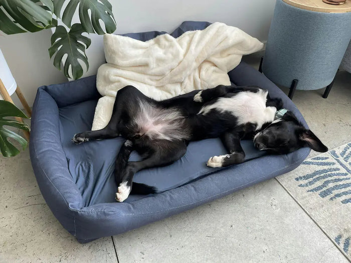 Dog Resting