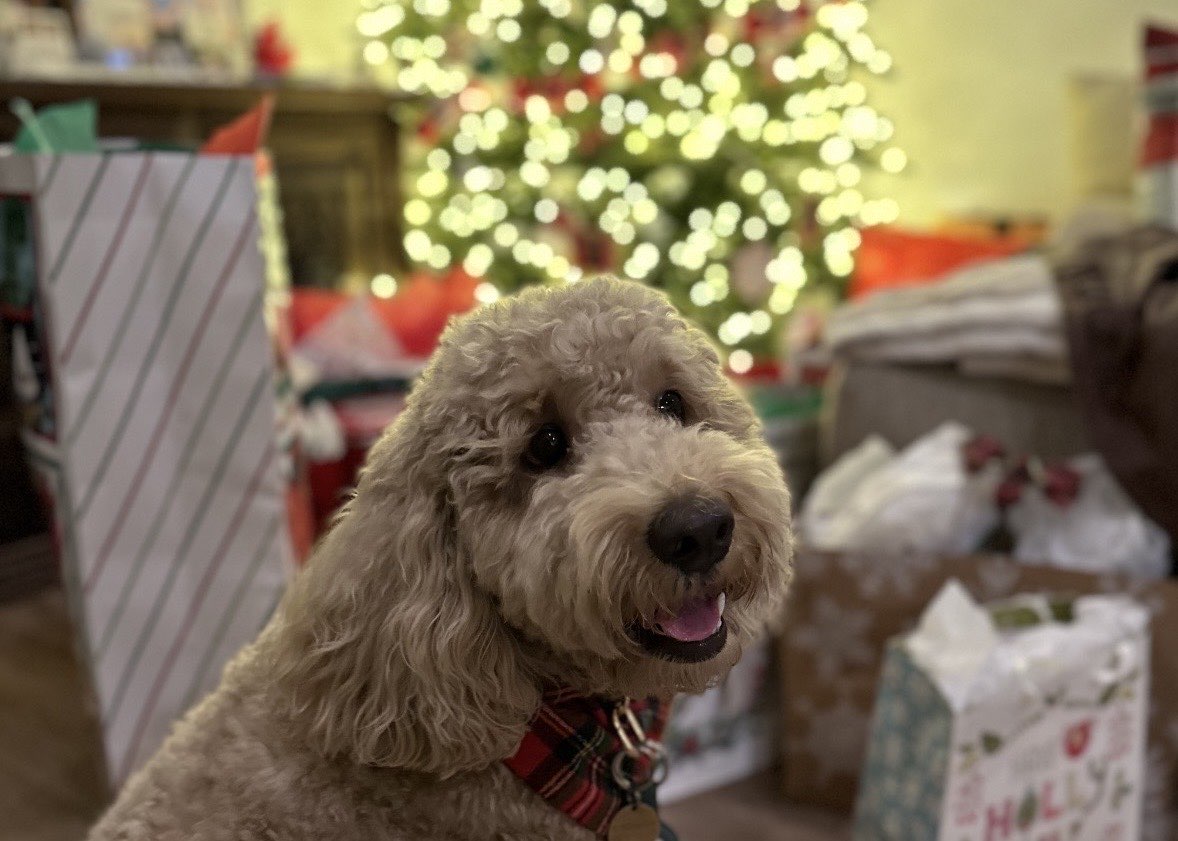The Ultimate Holiday Gift Guide for Your Dog