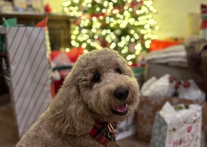 The Ultimate Holiday Gift Guide for Your Dog