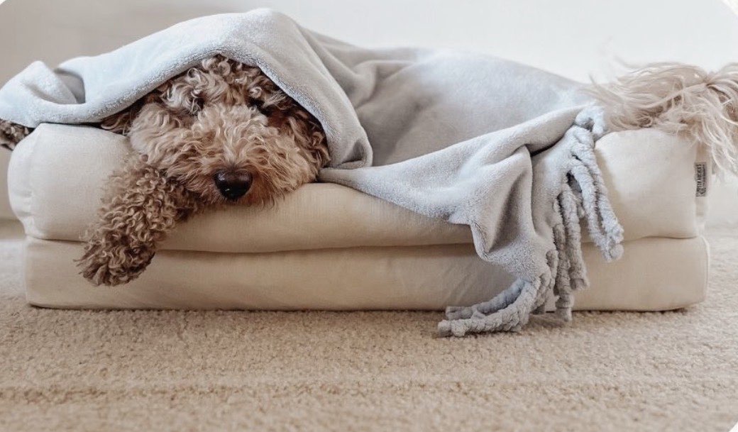 Dog Resting in Bed