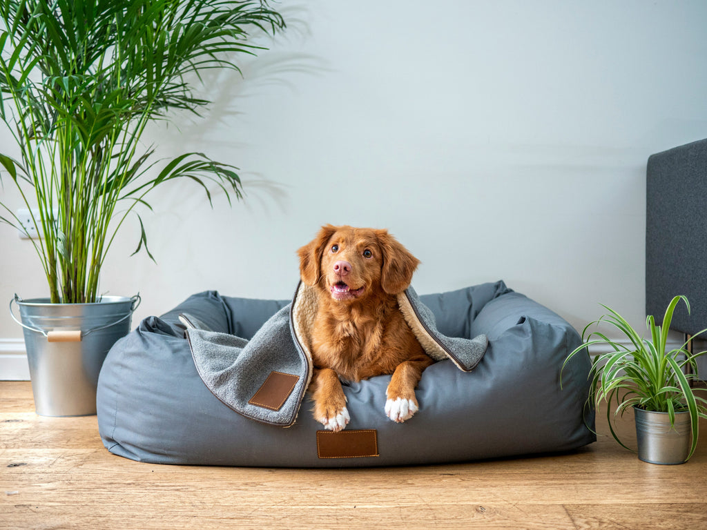 6 Best Places to Put a Dog Bed In Your Home