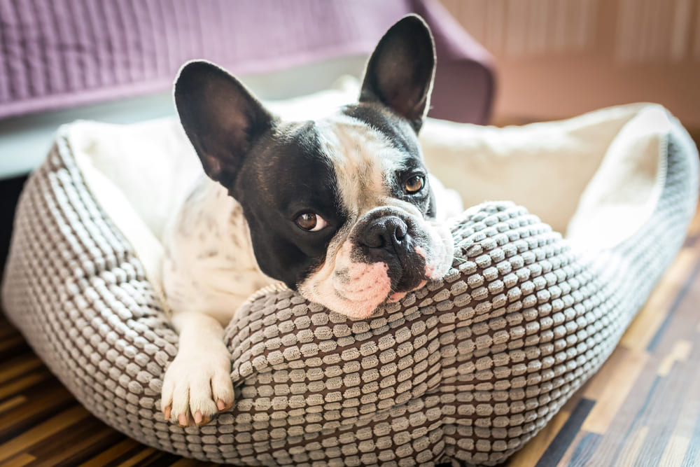 The Pros and Cons of Having a Dog Bed