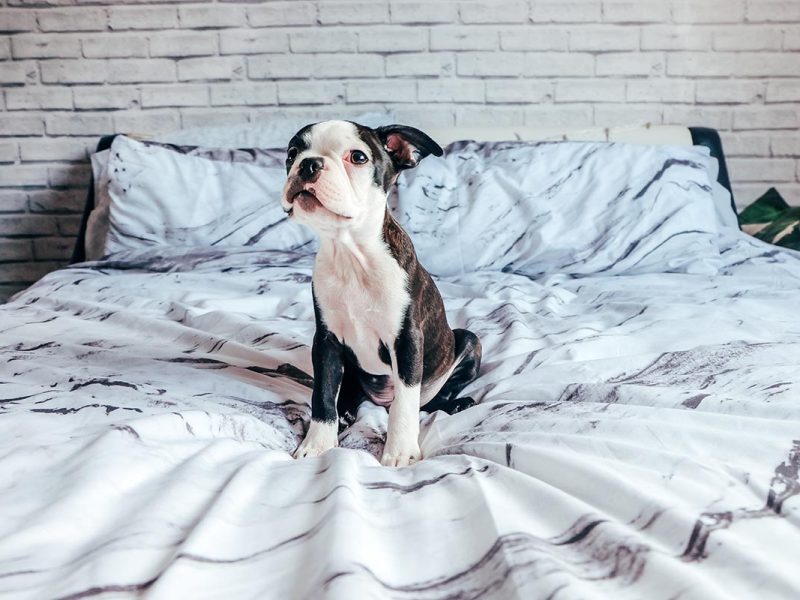 How to Choose the Perfect Dog Bed For Your Pet