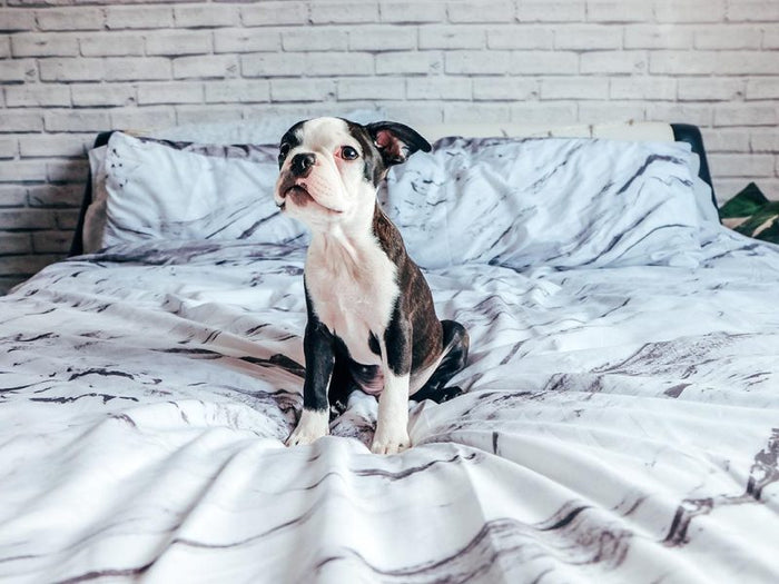 How to Choose the Perfect Dog Bed For Your Pet