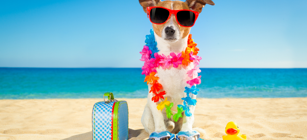 8  Ways to Keep Your Dog Cool this Summer