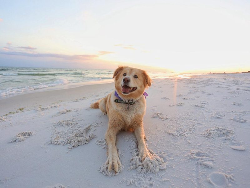 Benefits of an Orthopedic Dog Bed