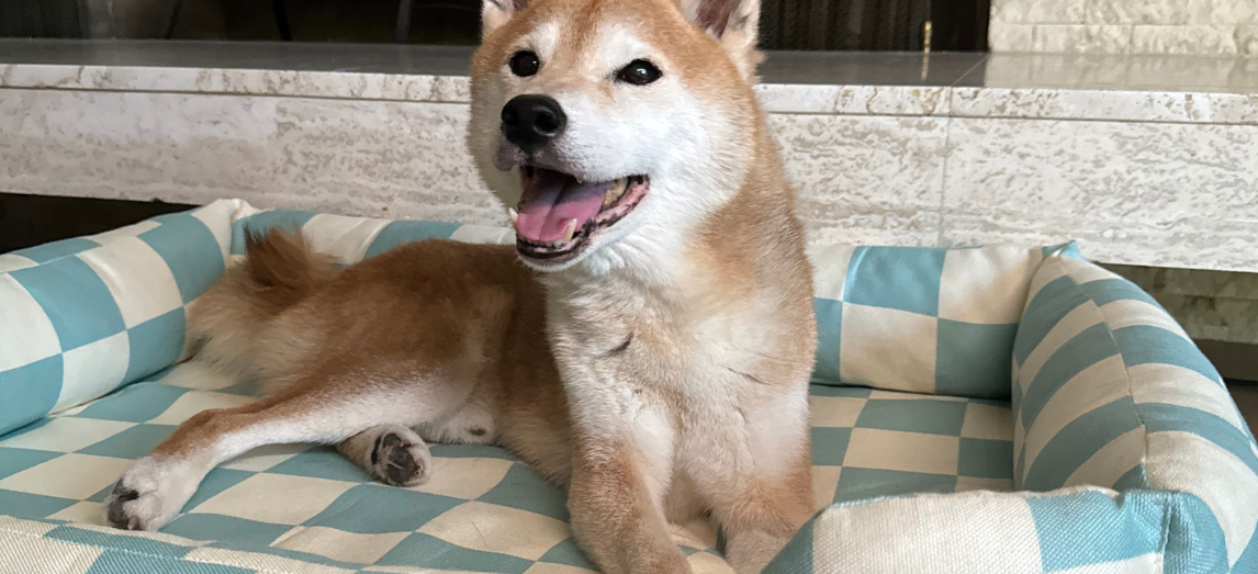 Why Orthopedic Dog Beds Matter for Your Aging Dog