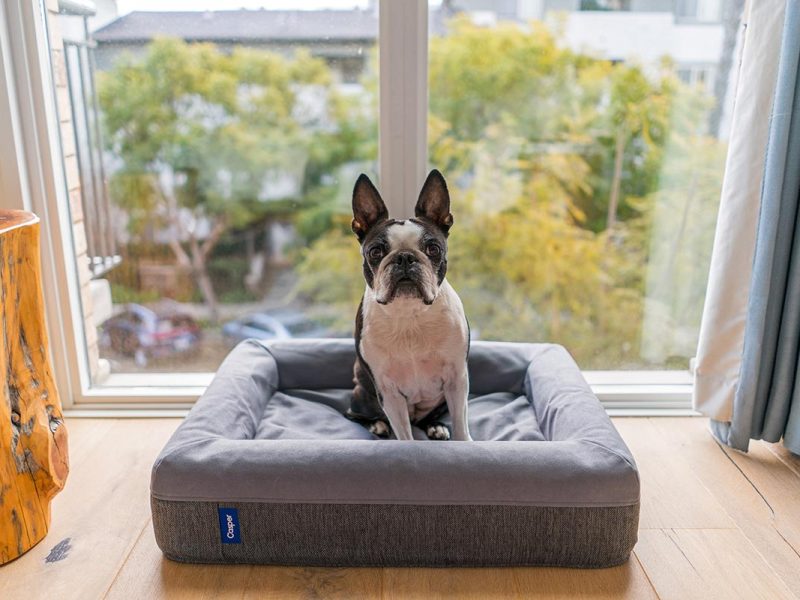 Things to Look For in a Small Dog Bed