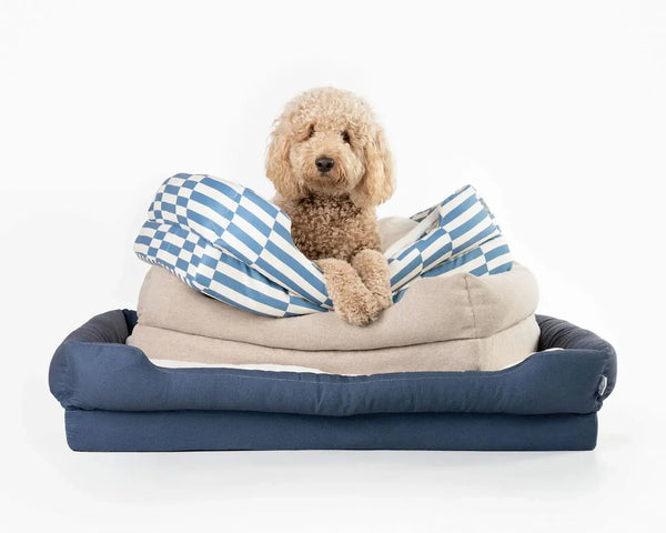 Dog resting on Sir Archer's orthopedic memory foam bed
