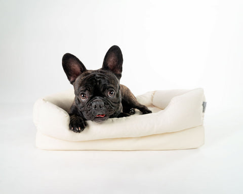Reggie is a French Bulldog and is enjoying the small ivory bed. Also a good boy.