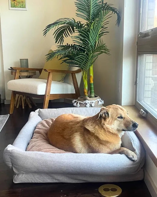 A dog resting between the raised arm bolsters of the Everyday Bed by a sunny window