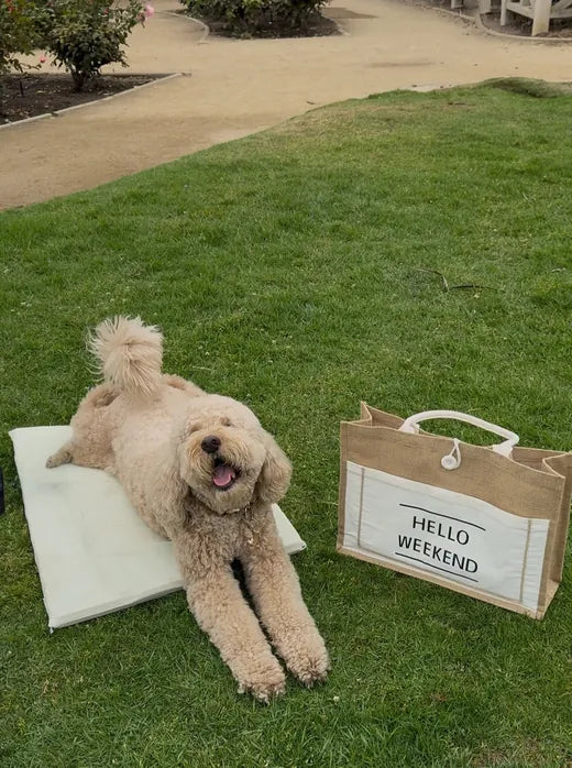 Archie on the Everyday Bed cooling pad outdoors