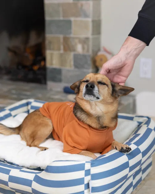 Dog in an orange sweater on the Everyday Bed cozy pad