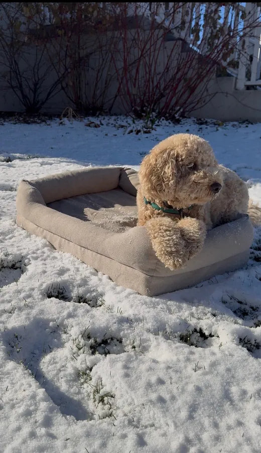 Archie on the Everyday Bed in the snow