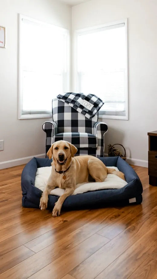 A Labrador resting on the navy Everyday Bed in a bright room