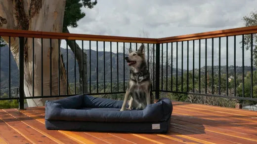 Dog on the Everyday Bed on an outdoor deck